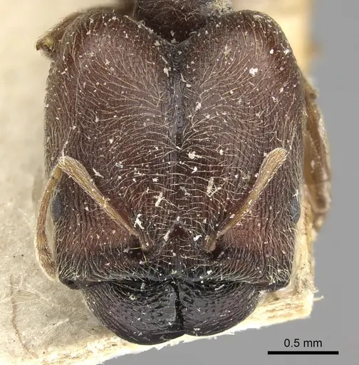 Pheidole sculpturata specimen CASENT0249078 image casent0249078_2
