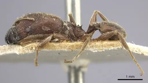 Pheidole sculpturata specimen CASENT0249078 image casent0249078_3