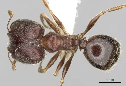 Pheidole sculpturata specimen CASENT0281616 image casent0281616_1