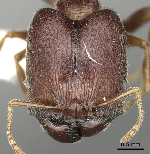 Pheidole sculpturata specimen CASENT0281616 image casent0281616_2