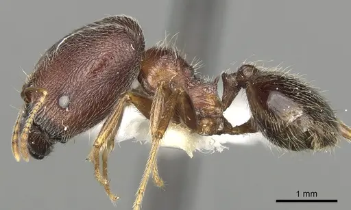 Pheidole sculpturata specimen CASENT0281616 image casent0281616_3