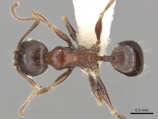 Pheidole sculpturata specimen CASENT0281617 image casent0281617_1