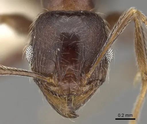 Pheidole sculpturata specimen CASENT0281617 image casent0281617_2