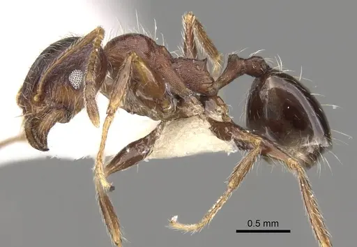 Pheidole sculpturata specimen CASENT0281617 image casent0281617_3