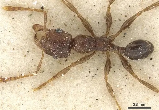 Pheidole sculpturata specimen CASENT0901277 image casent0901277_1