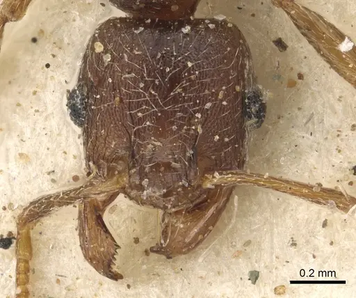 Pheidole sculpturata specimen CASENT0901277 image casent0901277_2