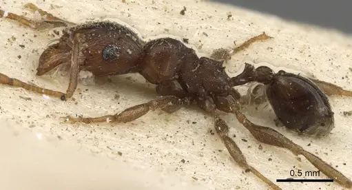 Pheidole sculpturata specimen CASENT0901277 image casent0901277_3
