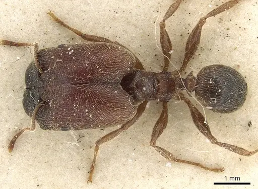 Pheidole sculpturata specimen CASENT0901278 image casent0901278_1