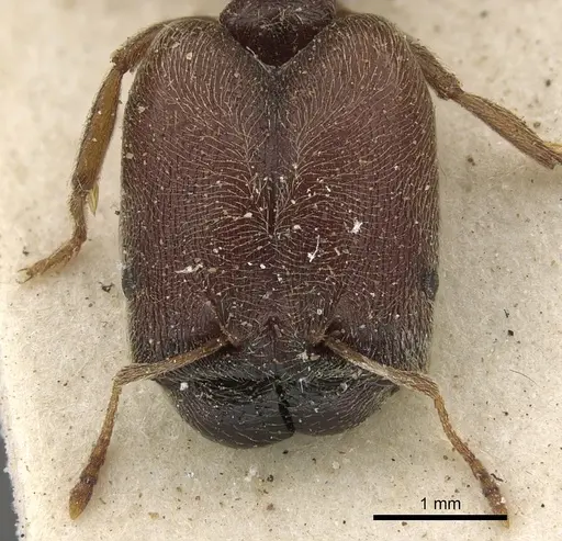 Pheidole sculpturata specimen CASENT0901278 image casent0901278_2