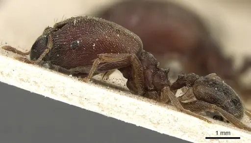 Pheidole sculpturata specimen CASENT0901278 image casent0901278_3