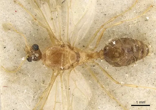 Pheidole sculpturata specimen CASENT0901279 image casent0901279_1