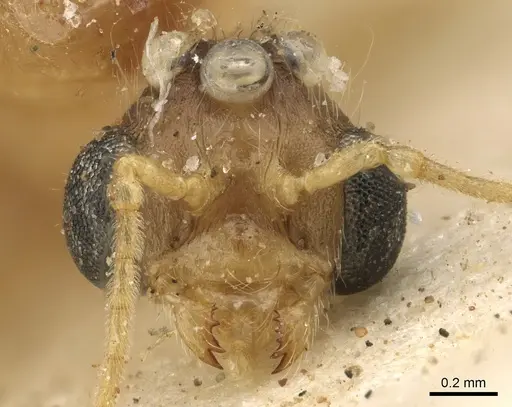 Pheidole sculpturata specimen CASENT0901279 image casent0901279_2