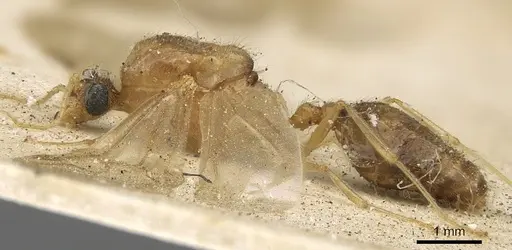 Pheidole sculpturata specimen CASENT0901279 image casent0901279_3