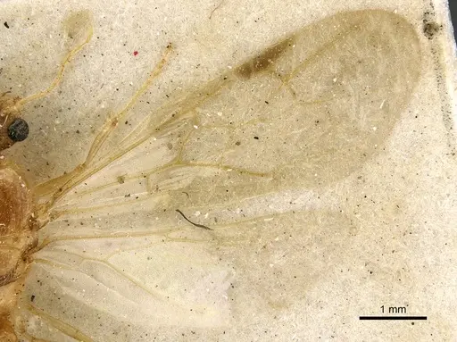 Pheidole sculpturata specimen CASENT0901279 image casent0901279_4
