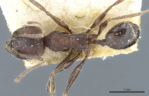 Pheidole sculpturata specimen CASENT0904205 image casent0904205_1