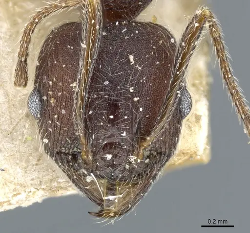 Pheidole sculpturata specimen CASENT0904205 image casent0904205_2
