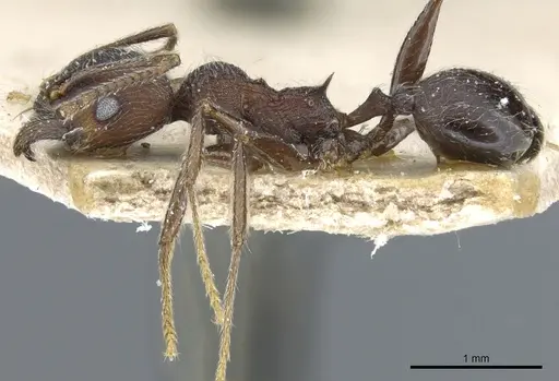 Pheidole sculpturata specimen CASENT0904205 image casent0904205_3