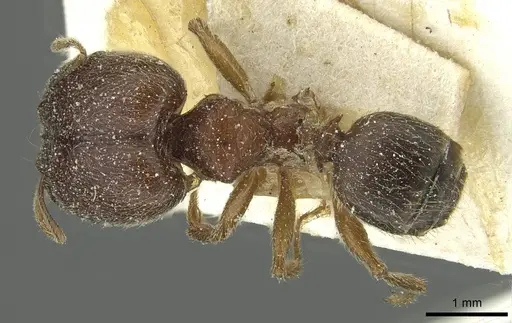 Pheidole sculpturata specimen CASENT0913435 image casent0913435_1