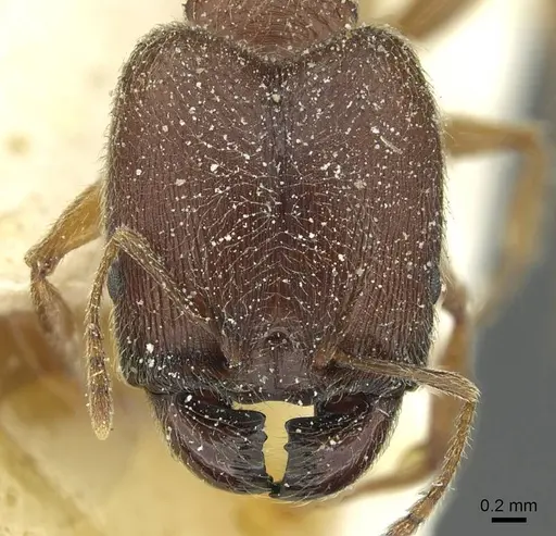 Pheidole sculpturata specimen CASENT0913435 image casent0913435_2