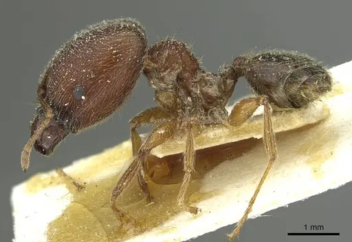 Pheidole sculpturata specimen CASENT0913435 image casent0913435_3