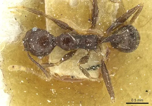 Pheidole sculpturata specimen CASENT0913436 image casent0913436_1