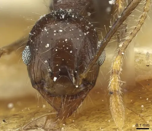 Pheidole sculpturata specimen CASENT0913436 image casent0913436_2