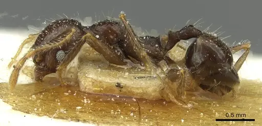 Pheidole sculpturata specimen CASENT0913436 image casent0913436_3