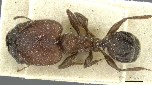 Pheidole sculpturata specimen CASENT0913437 image casent0913437_1