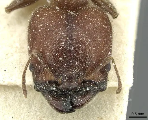 Pheidole sculpturata specimen CASENT0913437 image casent0913437_2