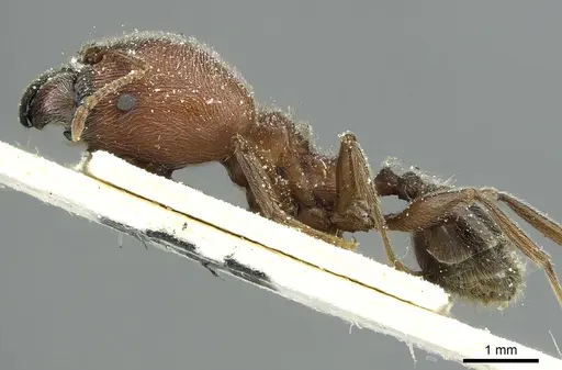 Pheidole sculpturata specimen CASENT0913437 image casent0913437_3