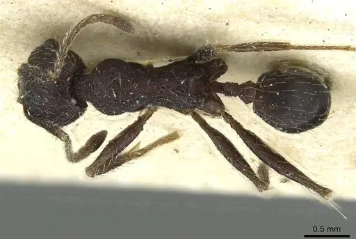 Pheidole sculpturata specimen CASENT0913438 image casent0913438_1