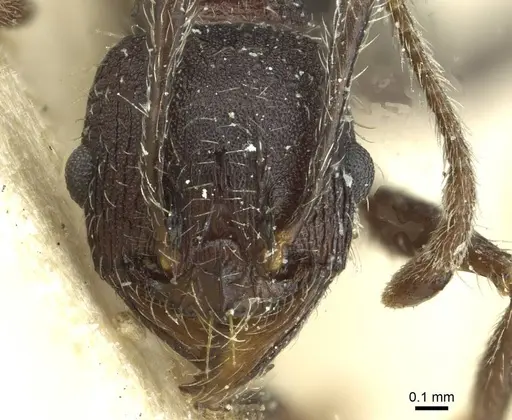 Pheidole sculpturata specimen CASENT0913438 image casent0913438_2