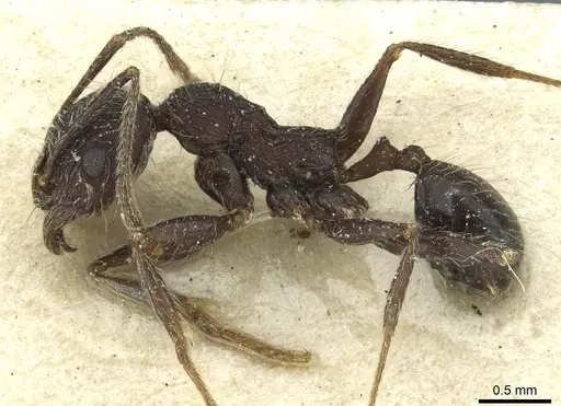 Pheidole sculpturata specimen CASENT0913438 image casent0913438_3