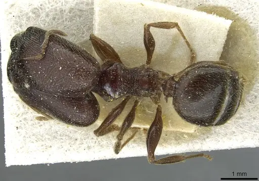 Pheidole sculpturata specimen CASENT0913439 image casent0913439_1