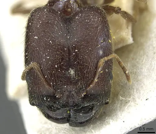 Pheidole sculpturata specimen CASENT0913439 image casent0913439_2