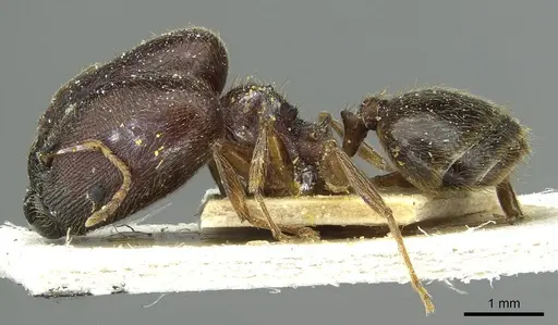 Pheidole sculpturata specimen CASENT0913439 image casent0913439_3
