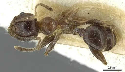 Pheidole sculpturata specimen CASENT0913440 image casent0913440_1