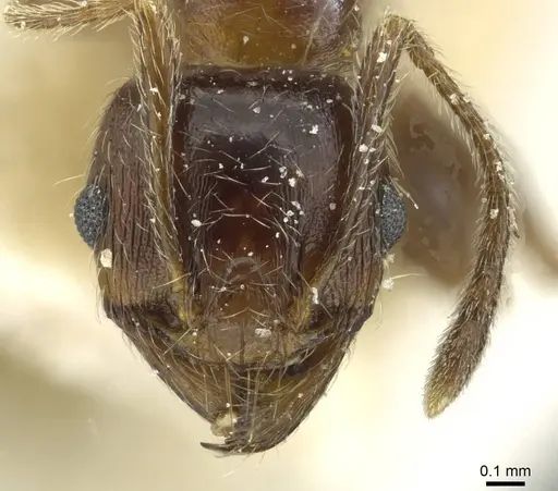 Pheidole sculpturata specimen CASENT0913440 image casent0913440_2