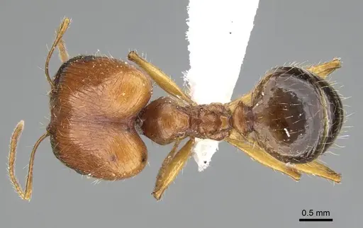 Pheidole sculpturata specimen CASENT0919805 image casent0919805_1