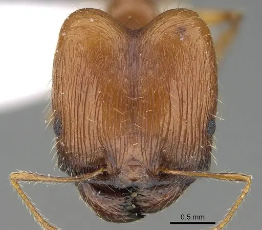Pheidole sculpturata specimen CASENT0919805 image casent0919805_2