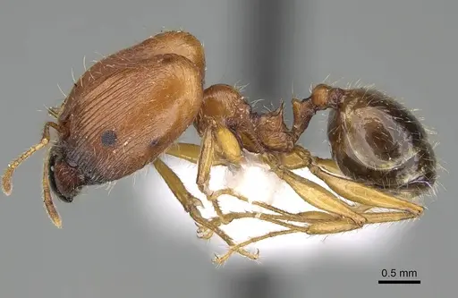 Pheidole sculpturata specimen CASENT0919805 image casent0919805_3