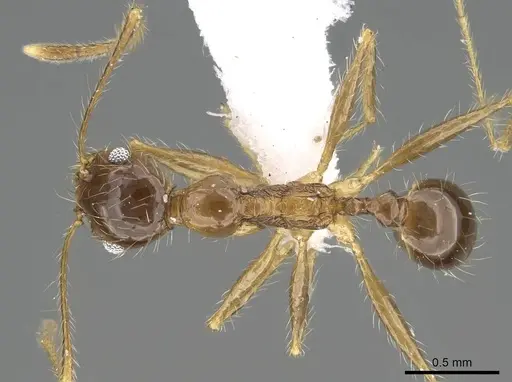 Pheidole sculpturata specimen CASENT0919806 image casent0919806_1