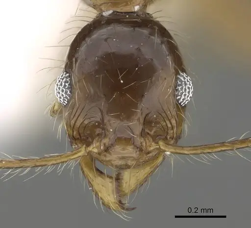 Pheidole sculpturata specimen CASENT0919806 image casent0919806_2