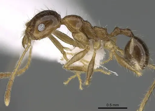 Pheidole sculpturata specimen CASENT0919806 image casent0919806_3