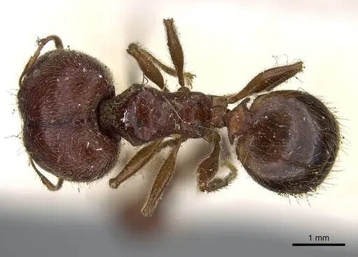 Pheidole sculpturata specimen CASENT0922201 image casent0922201_1