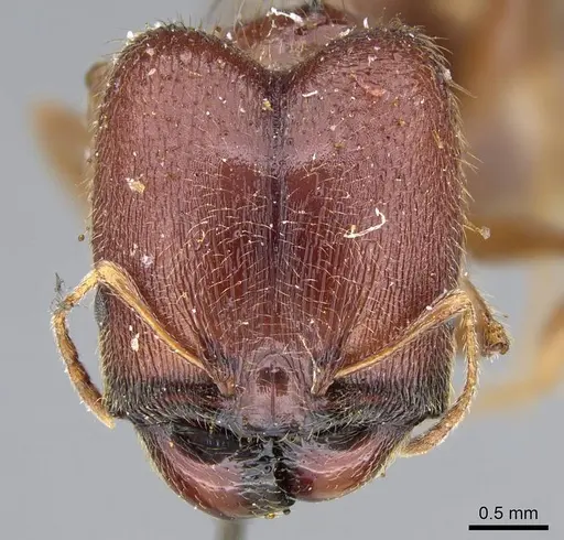 Pheidole sculpturata specimen CASENT0922201 image casent0922201_2