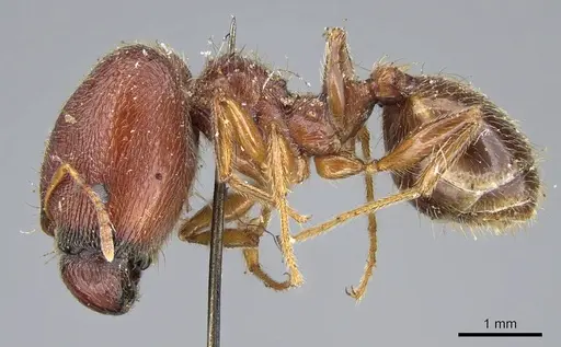 Pheidole sculpturata specimen CASENT0922201 image casent0922201_3