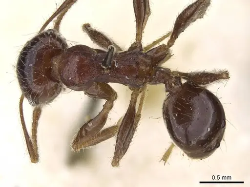 Pheidole sculpturata specimen CASENT0922202 image casent0922202_1