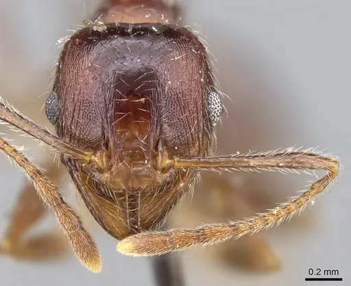 Pheidole sculpturata specimen CASENT0922202 image casent0922202_2