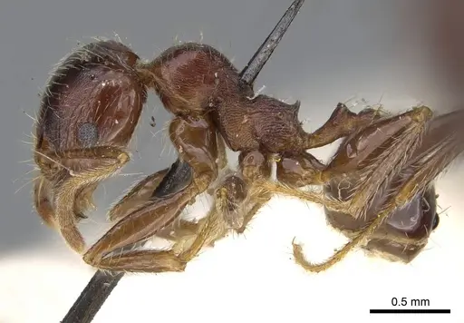 Pheidole sculpturata specimen CASENT0922202 image casent0922202_3